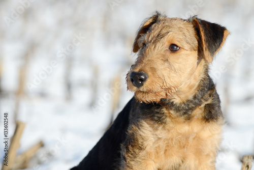 puppy airedale in the snow
