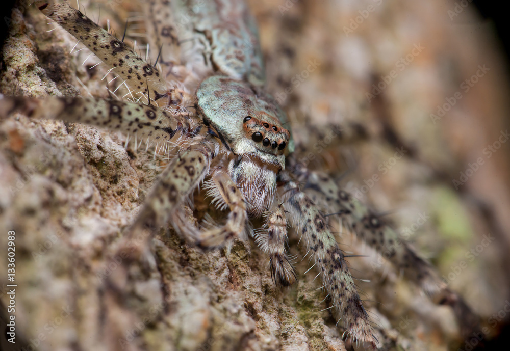 extreme and close view of Lichen Huntsman Spider (Pandercetes gracilis) sit and stay still on a tree