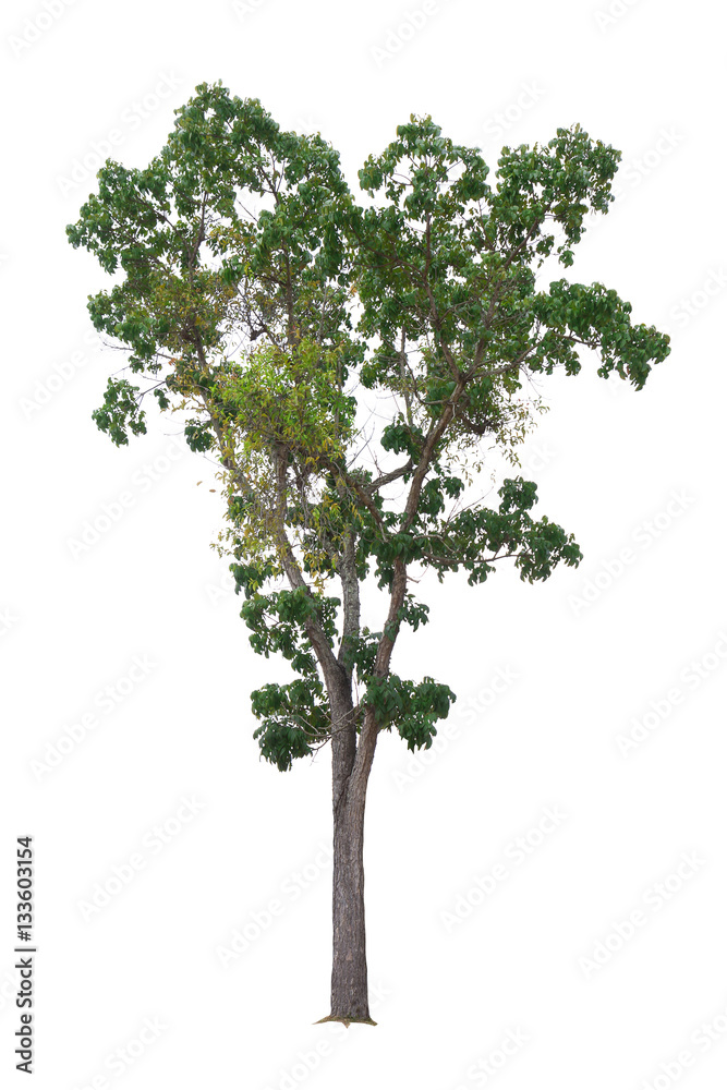 Mahogany Tree isolated on white background