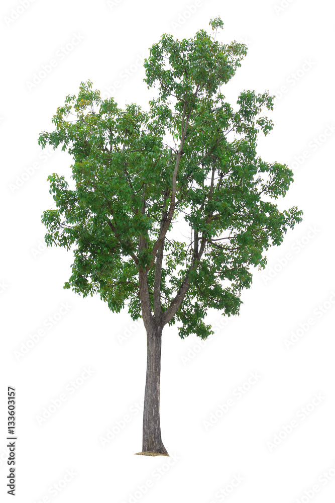 Obraz premium Mahogany Tree isolated on white background
