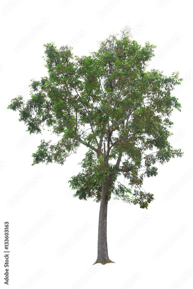 Mahogany Tree isolated on white background Mahogany Tree isolated on white background