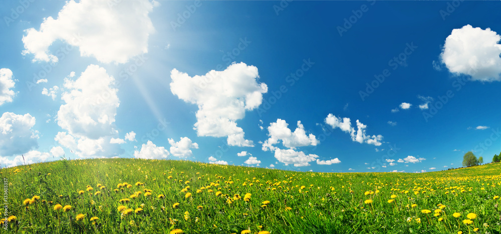 Green field with yellow dandelions and blue sky. Flowers on grassland in beautiful sunny weather with fluffy clouds