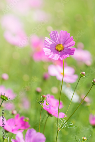Beautiful Cosmos flowers in summer season