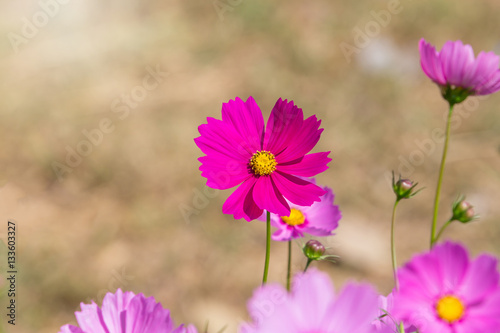 Beautiful Cosmos flowers in summer season