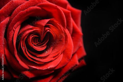 Wonderful Valentine Red Heart Rose close up with dew drops on black background. Valentine s day background 