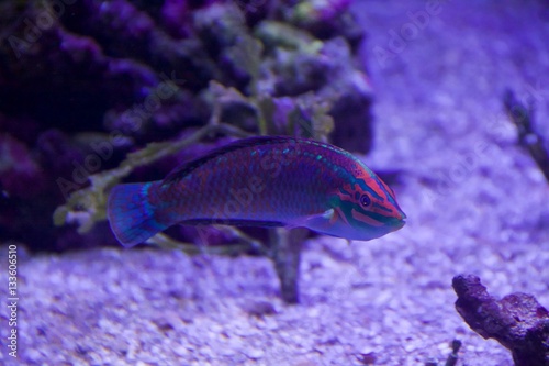 Foto christmas wrasse