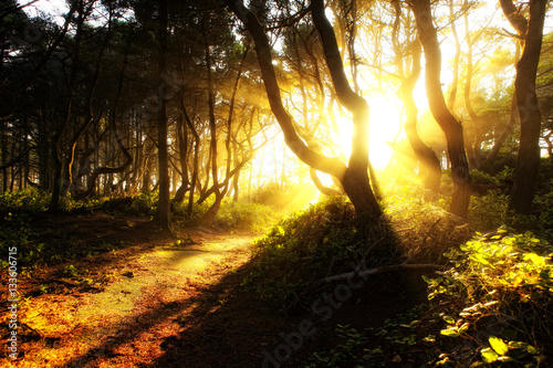 Sunbeams light a dirt path running through the coastal evergreen