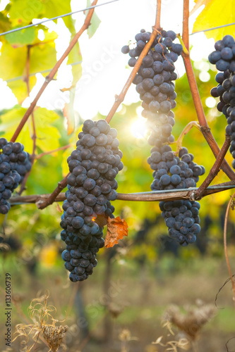 Backlit bunches of Pinot Noir wine grapes hanging from the vine
