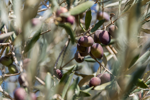 Olives picking at Bethlehem of Galilee photo