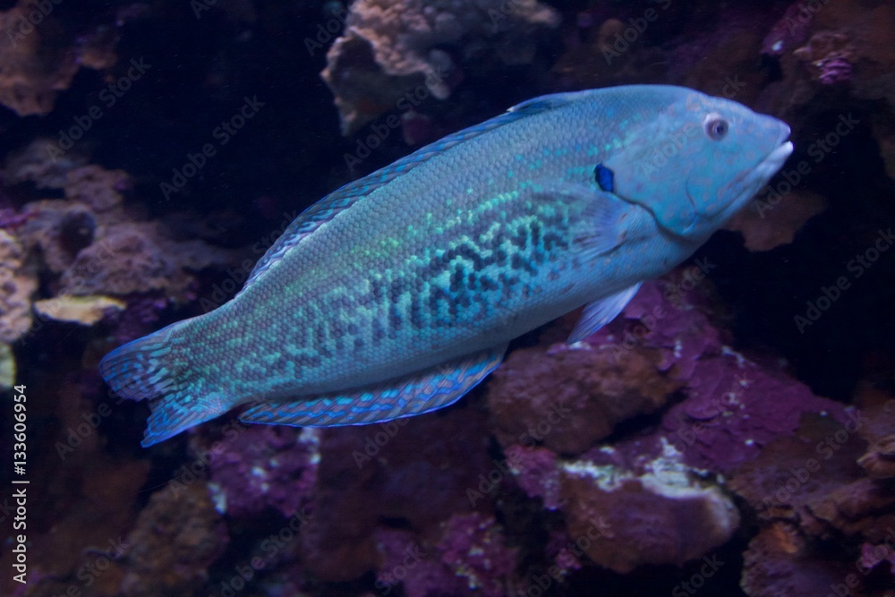 wrasse wrasse