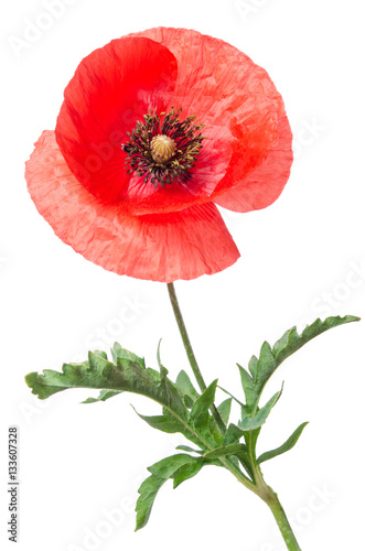 Fototapeta Naklejka Na Ścianę i Meble -  single red poppy isolated on white