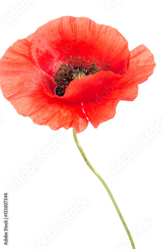 single red poppy isolated on white