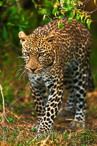 leopard © gi0572