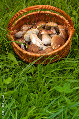 Fresh Forest Edible Mushrooms Boletus Edulis In Wicker Basket On Green Grass Outdoor. Top View And Copyspace.