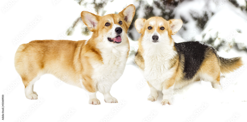 Dog on a winter walk Dog on a winter walk