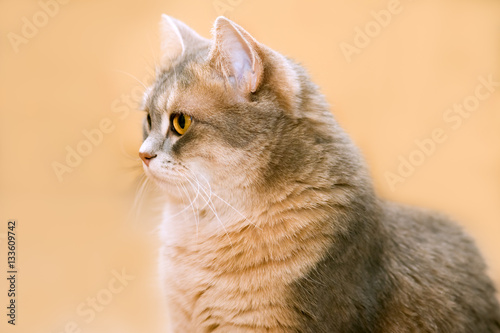 Portrait of a cat 