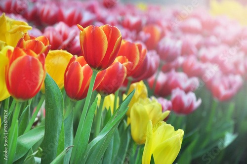 Amazing colorful tulips in the cloud  by selective focus