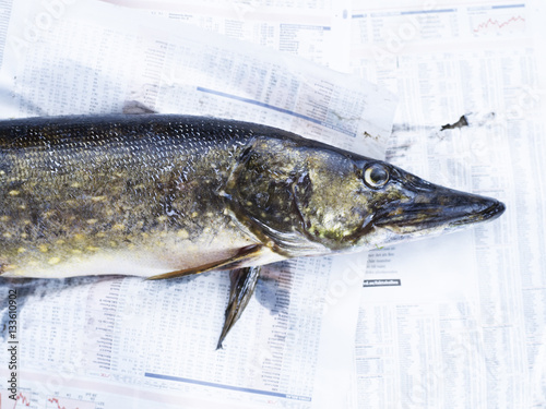 Freshly caught pike fish