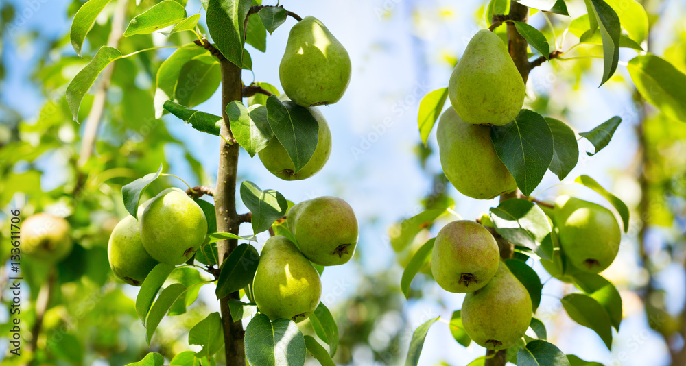 fresh ripe pears on a tree