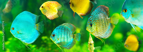 Canvastavla colorful tropical discus fish