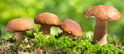 Mushrooms in a forest