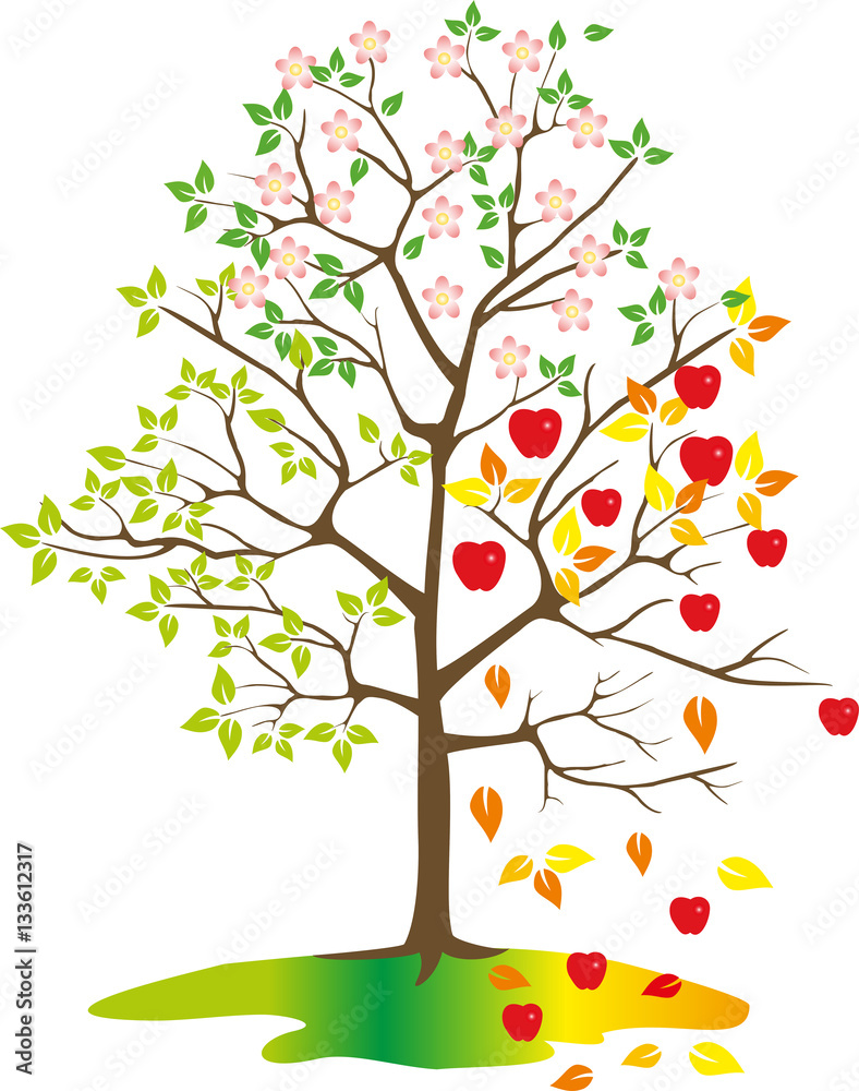 Tree with apples, seasons