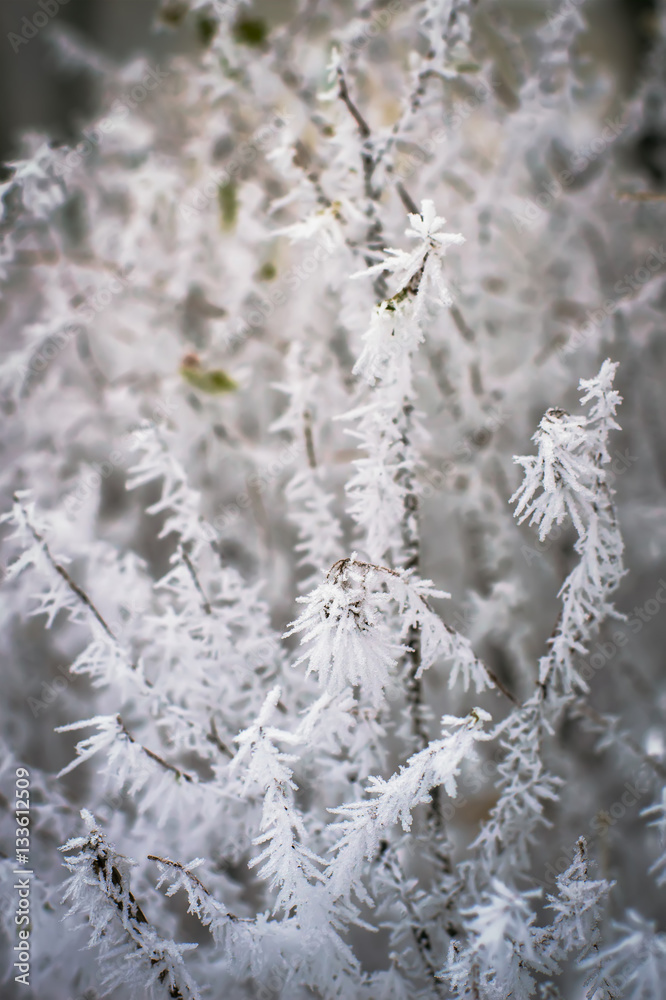 frozen branches of bushes, white frost macro