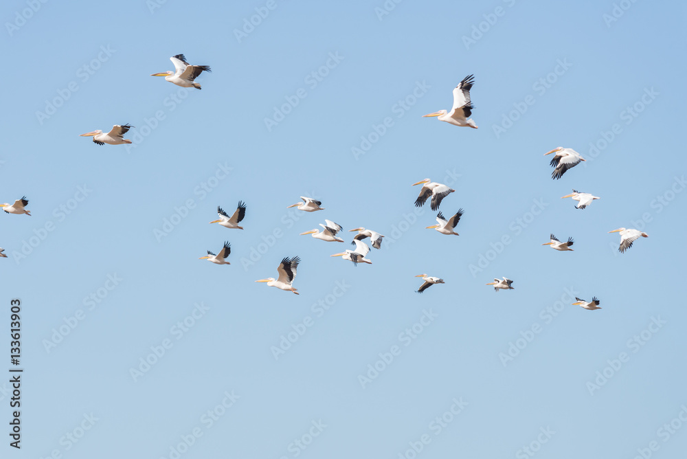 Obraz premium Pelican migration at Viker lookout
