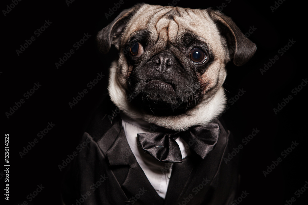 close-up of a pug in a tuxedo Stock Photo | Adobe Stock