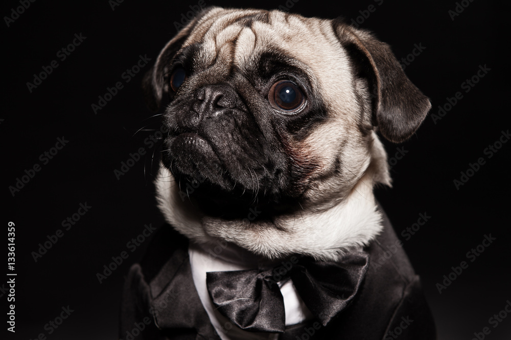 close-up of a pug in a tuxedo