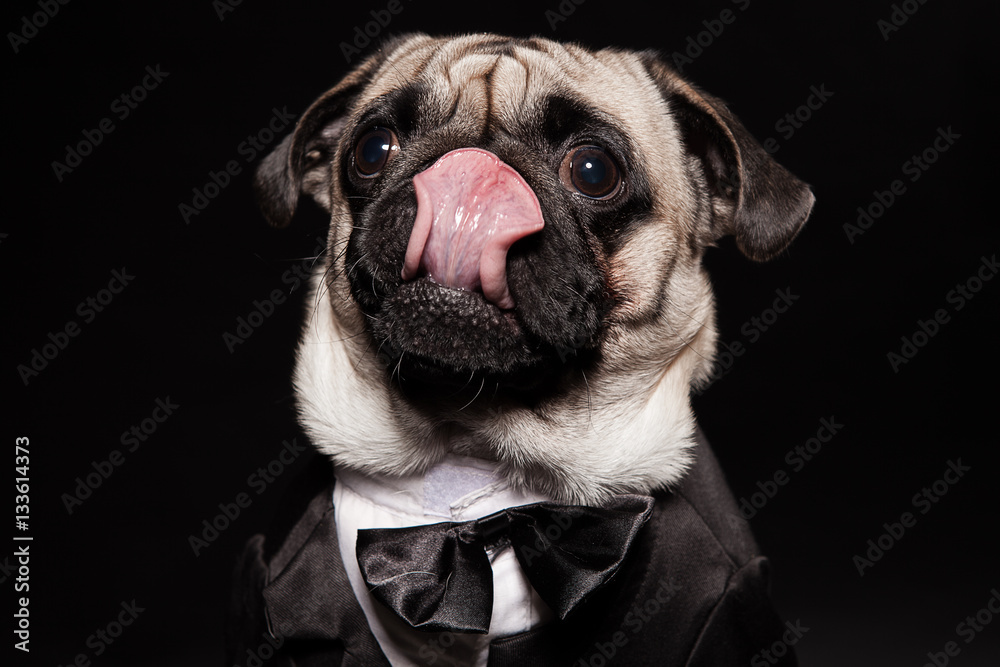 Pug licking in a tuxedo