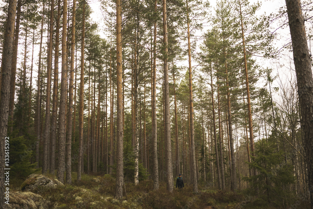 Forest Forest