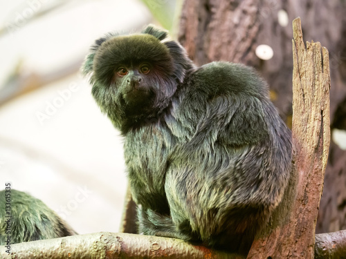 Callimico goeldii, Goeldi's marmoset, inhabits South American rainforests photo