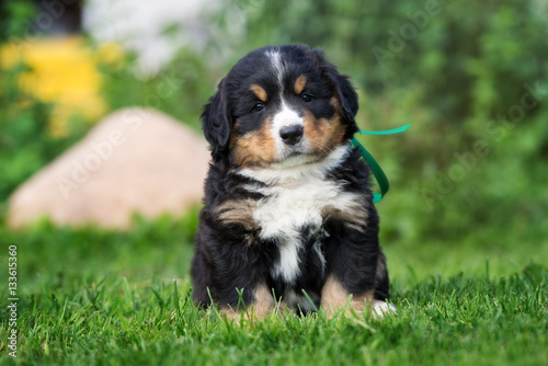 Bild auf Leinwand cute bernese mountain dog puppy posing outdoors