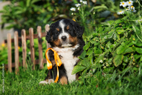 Foto adorable bernese mountain dog puppy sitting outdoors