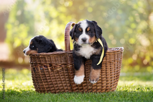 Fotografía adorable bernese mountain dog puppy in a basket outdoors