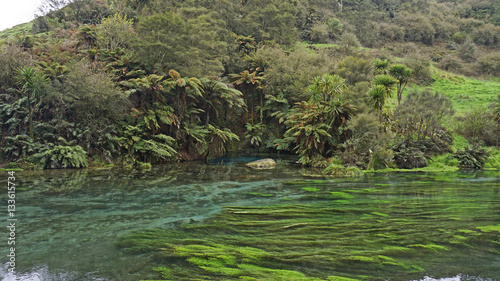 Incredibly clear water at the Blue Springs in New Zealand. 