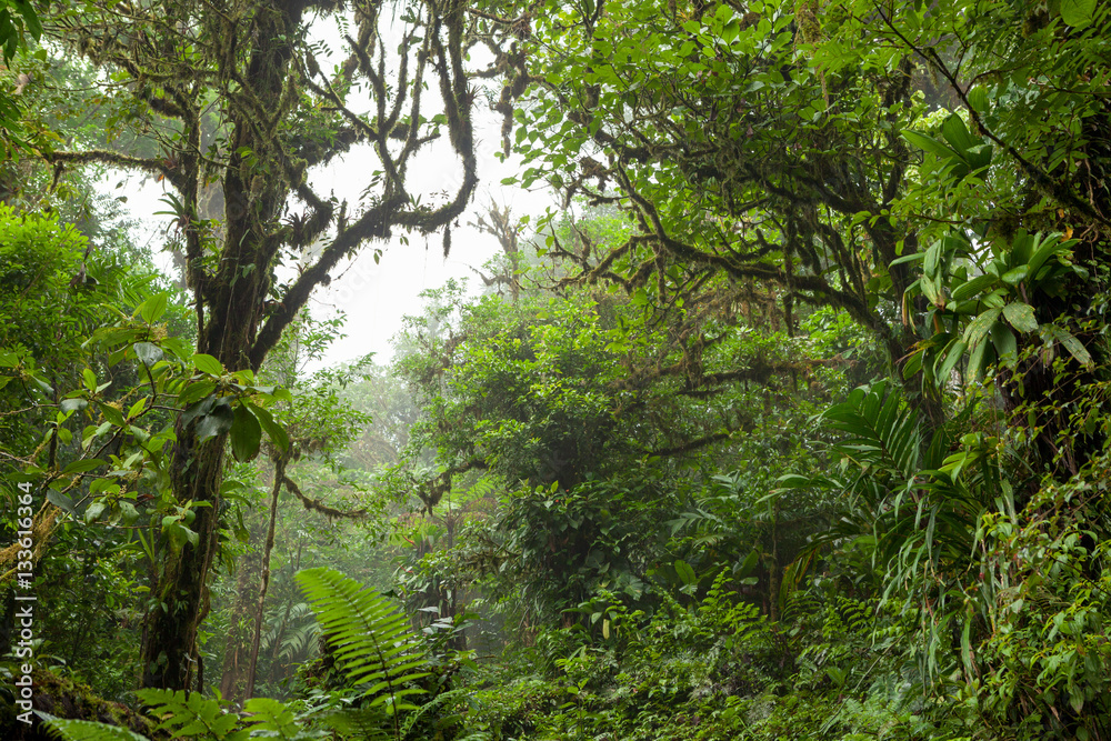 Fototapeta premium Deep in lush foggy rainforest