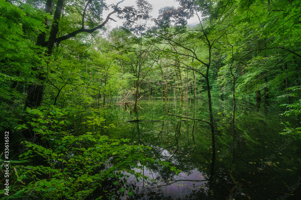 Fototapeta premium japanese landscape - shirakami - juuniko - shigorou no ike - aomori