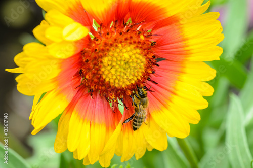  Bee collects nectar