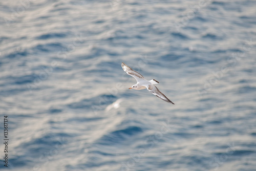 Seagulls flying close to ferry in Greece 