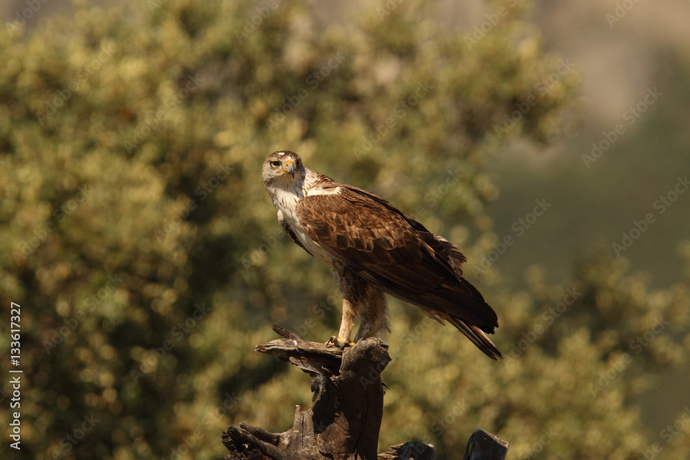 Fototapeta premium Bonelli's eagle - The hunt