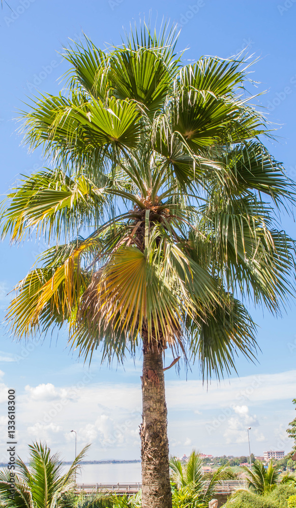 Fototapeta premium Palm and Blue sky in resort 