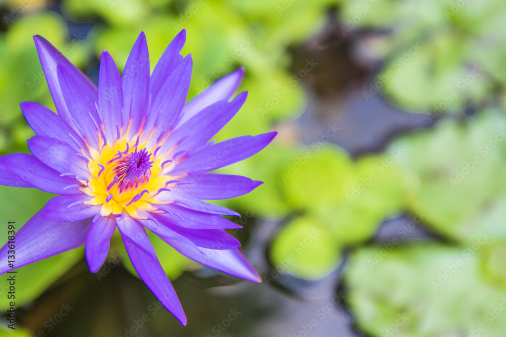 Violet lotus in garden Violet lotus in garden