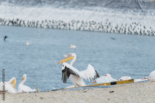 Pelican migration at Viker lookout photo