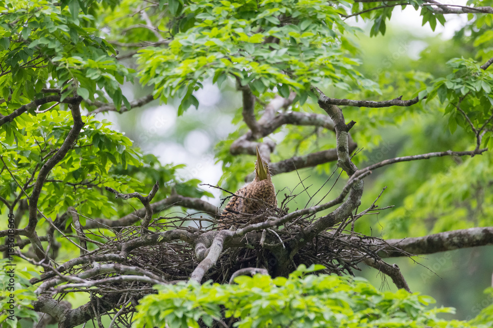 Young tiger heron in treetop nest Young tiger heron in treetop nest