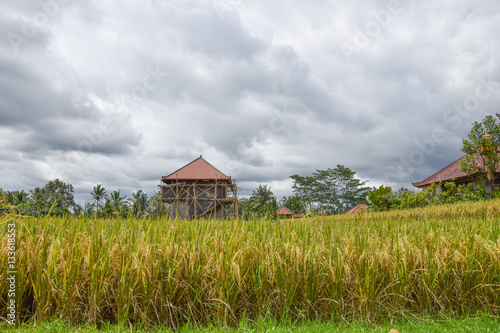 Rice field with beautiful sky. Bali, Indonesia.