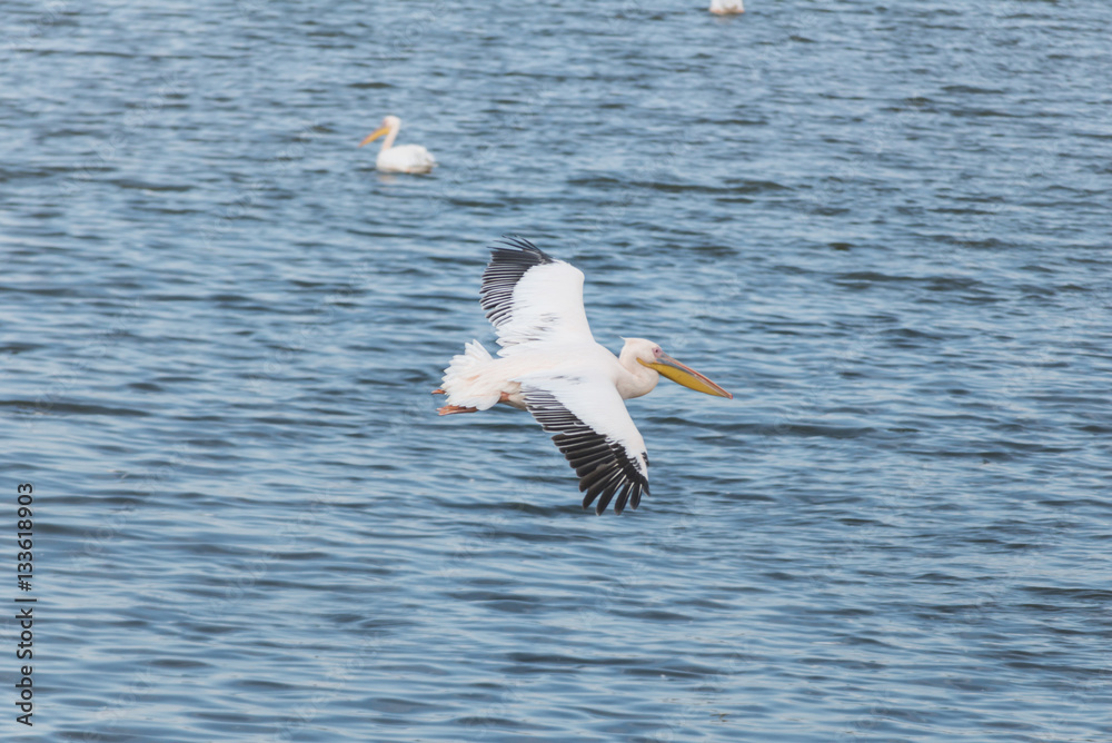 Pelican migration at Viker lookout