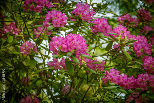Beautiful pink rhododendron flowers on a natural background