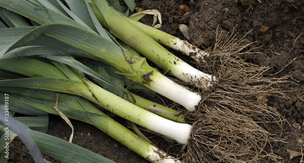 Leeks